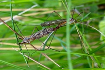 Tipula varipennis (3)
